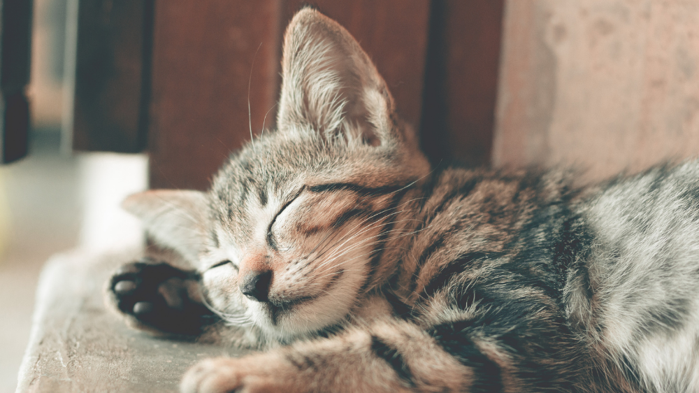 ダラダラしたい日でも学習しやすいシーライクス